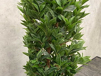 2x kunst laurier kolom h180 ongebruikt - afbeelding 5 van  17