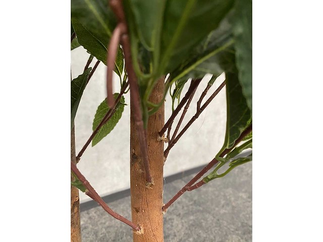 2x kunst laurier kolom h180 ongebruikt - afbeelding 14 van  17