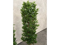 2x kunst laurier kolom h180 ongebruikt - afbeelding 3 van  16