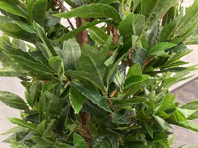 2x kunst laurier kolom h180 ongebruikt - afbeelding 5 van  16