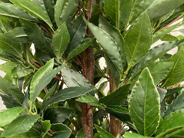 2x kunst laurier kolom h180 ongebruikt - afbeelding 11 van  16