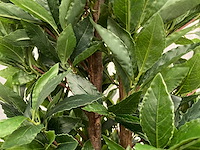 2x kunst laurier kolom h180 ongebruikt - afbeelding 11 van  16