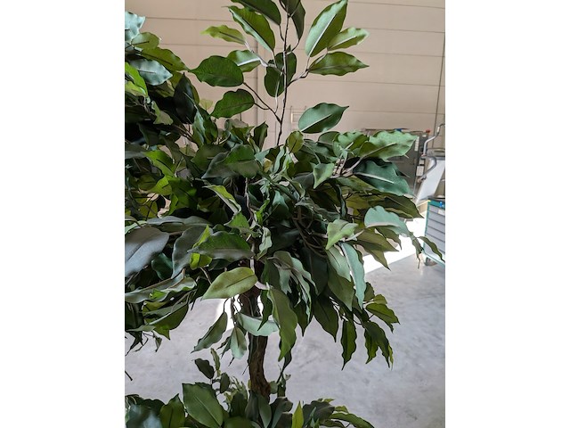 2x kunstplant in pot - afbeelding 3 van  7