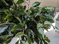 2x kunstplant in pot - afbeelding 3 van  7