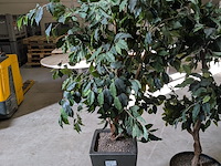 2x kunstplant in pot - afbeelding 5 van  7