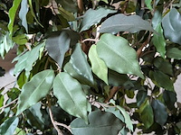 2x kunstplant in pot - afbeelding 6 van  7