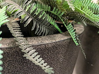 2x kunstplant in pot - afbeelding 5 van  8
