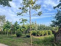 2x kweepeer, cydonia 'champion', vruchtboom, vruchtdragend, ca. 3 m hoog