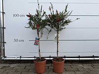 2x lampepoetser op stam - callistemon splendens - hoogte ca. 100 cm - afbeelding 1 van  2