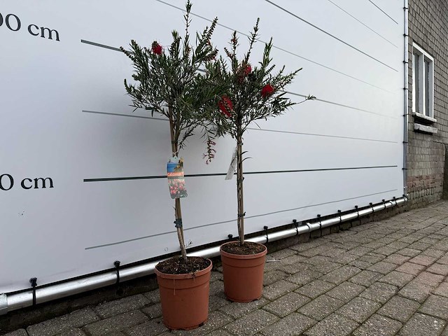 2x lampepoetser op stam - callistemon splendens - hoogte ca. 100 cm - afbeelding 2 van  2