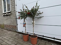 2x lampepoetser op stam - callistemon splendens - hoogte ca. 100 cm - afbeelding 1 van  1