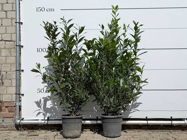 2x laurier - laurus nobilis - hoogte ca. 130 cm - afbeelding 1 van  3