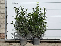 2x laurier - laurus nobilis - hoogte ca. 130 cm - afbeelding 1 van  3