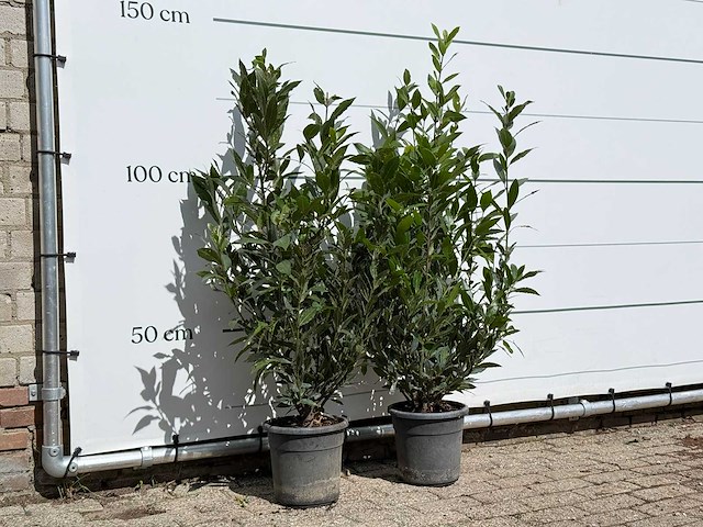 2x laurier - laurus nobilis - hoogte ca. 130 cm - afbeelding 3 van  3