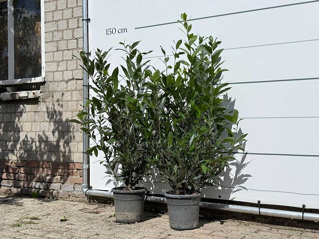 2x laurier - laurus nobilis - hoogte ca. 130 cm - afbeelding 2 van  3