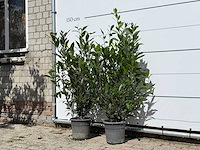 2x laurier - laurus nobilis - hoogte ca. 130 cm - afbeelding 2 van  3