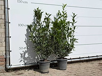 2x laurier - laurus nobilis - hoogte ca. 130 cm - afbeelding 3 van  3
