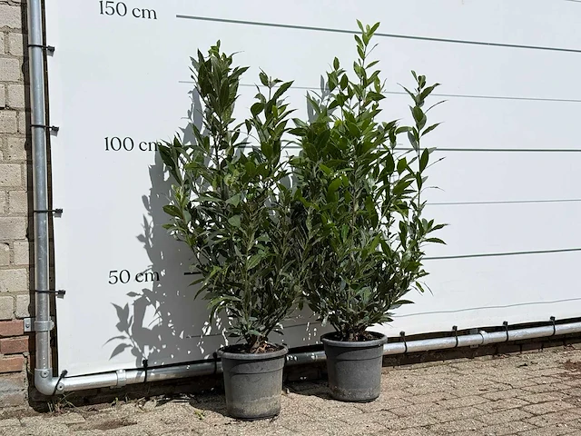 2x laurier - laurus nobilis - hoogte ca. 130 cm - afbeelding 3 van  3