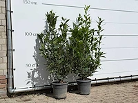 2x laurier - laurus nobilis - hoogte ca. 130 cm - afbeelding 3 van  3