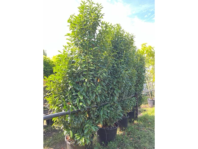 2x laurierkers, prunus 'genolia', haagplant, wintergroen, ca. 300 cm hoog - afbeelding 1 van  1