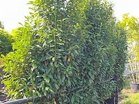 2x laurierkers, prunus 'genolia', haagplant, wintergroen, ca. 300 cm hoog
