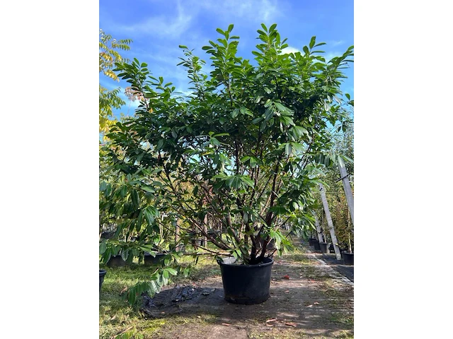 2x laurierkers, prunus 'novita', haagplant/ meerstammig, wintergroen, ca. 250-300 cm hoog - afbeelding 1 van  2