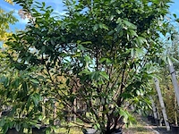 2x laurierkers, prunus 'novita', haagplant/ meerstammig, wintergroen, ca. 250-300 cm hoog