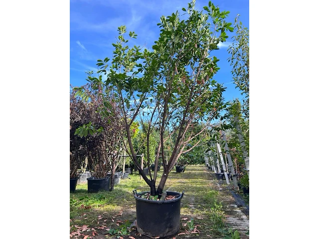 2x laurierkers, prunus 'novita', haagplant/ meerstammig, wintergroen, ca. 250-300 cm hoog - afbeelding 2 van  2