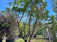 2x laurierkers, prunus 'novita', haagplant/ meerstammig, wintergroen, ca. 250-300 cm hoog - afbeelding 2 van  2