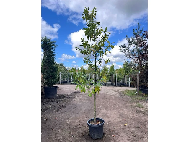 2x laurierkers, prunus 'novita', leigeschikt, wintergroen, ca. 3 m hoog - afbeelding 1 van  2