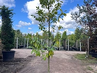 2x laurierkers, prunus 'novita', leigeschikt, wintergroen, ca. 3 m hoog