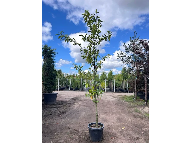 2x laurierkers, prunus 'novita', leigeschikt, wintergroen, ca. 3 m hoog - afbeelding 2 van  2