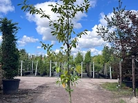 2x laurierkers, prunus 'novita', leigeschikt, wintergroen, ca. 3 m hoog - afbeelding 2 van  2