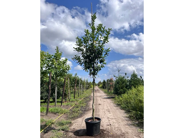 2x laurierkers, prunus 'novita', leigeschikt, wintergroen, ca. 4 m hoog - afbeelding 1 van  2