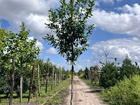 2x laurierkers, prunus 'novita', leigeschikt, wintergroen, ca. 4 m hoog