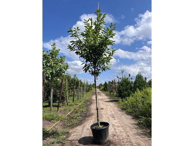 2x laurierkers, prunus 'novita', leigeschikt, wintergroen, ca. 4 m hoog - afbeelding 2 van  2