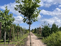 2x laurierkers, prunus 'novita', leigeschikt, wintergroen, ca. 4 m hoog - afbeelding 2 van  2