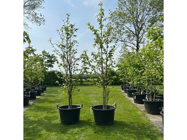 2x liquidambar styraciflua (amber boom) - afbeelding 1 van  2