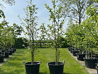 2x liquidambar styraciflua (amber boom)