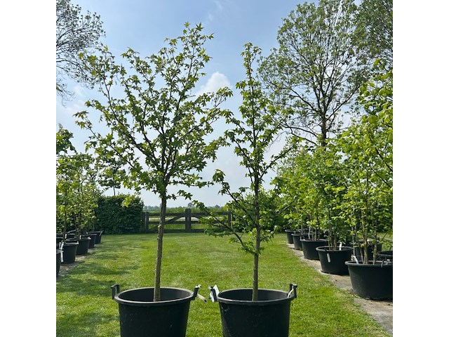 2x liquidambar styraciflua (amber boom) - afbeelding 1 van  2