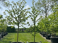 2x liquidambar styraciflua (amber boom) - afbeelding 1 van  2