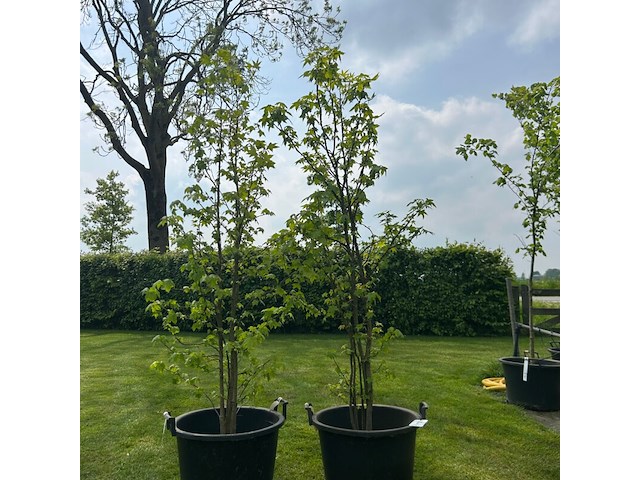 2x liquidambar styraciflua (amber boom) - afbeelding 1 van  2