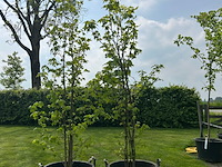 2x liquidambar styraciflua (amber boom) - afbeelding 1 van  2