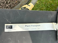 2x liquidambar styraciflua (amber boom) - afbeelding 2 van  2