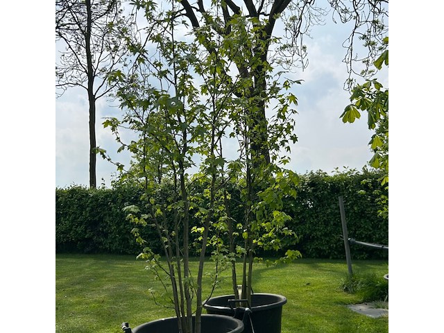 2x liquidambar styraciflua (amber boom) - afbeelding 1 van  2