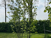 2x liquidambar styraciflua (amber boom) - afbeelding 1 van  2