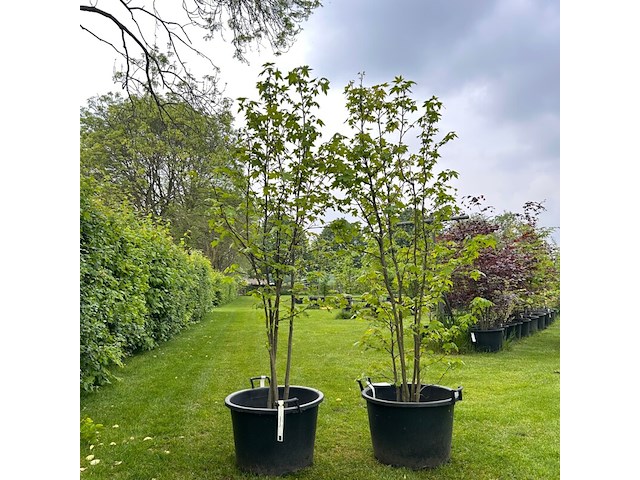 2x liquidambar styraciflua (amber boom) - afbeelding 1 van  2