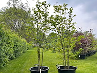2x liquidambar styraciflua (amber boom) - afbeelding 1 van  2