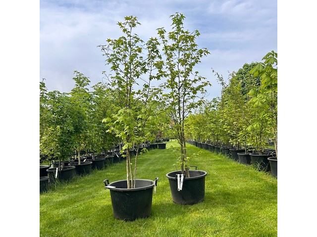 2x liquidambar styraciflua (amber boom) - afbeelding 1 van  2