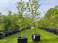 2x liquidambar styraciflua (amber boom) - afbeelding 1 van  2